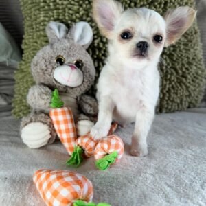 Welpen Chihuahua Kaufen