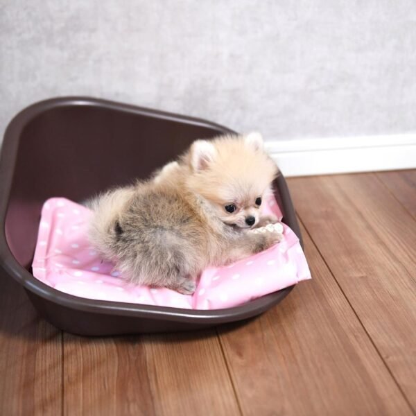 Pomeranian Hunde