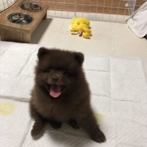 pomeranian kaufen