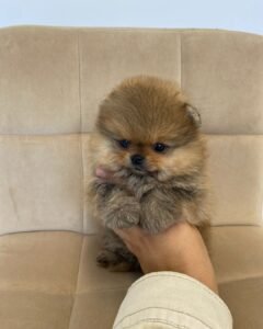 Mini Pomeranian Züchter