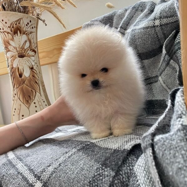 Pomeranian kaufen bei Begleiterwelpen