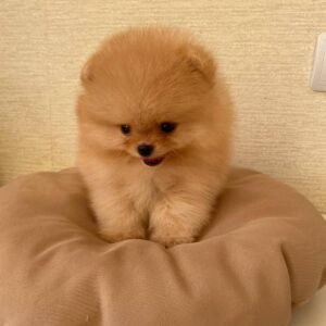 zwergspitz pomeranian