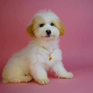 maltipoo welpen