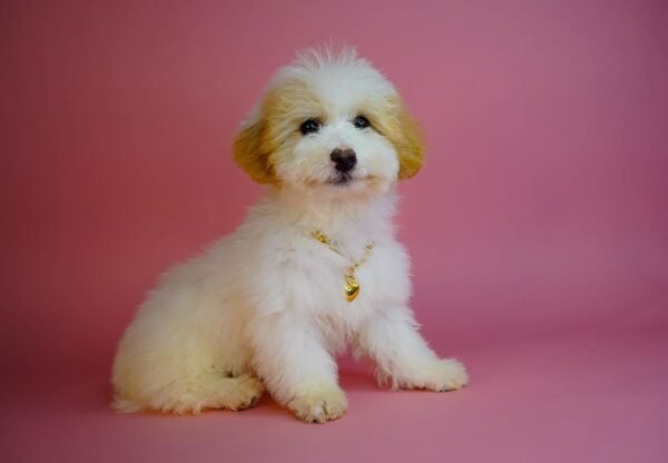 maltipoo welpen