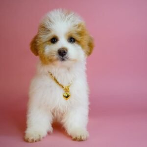 maltipoo züchter