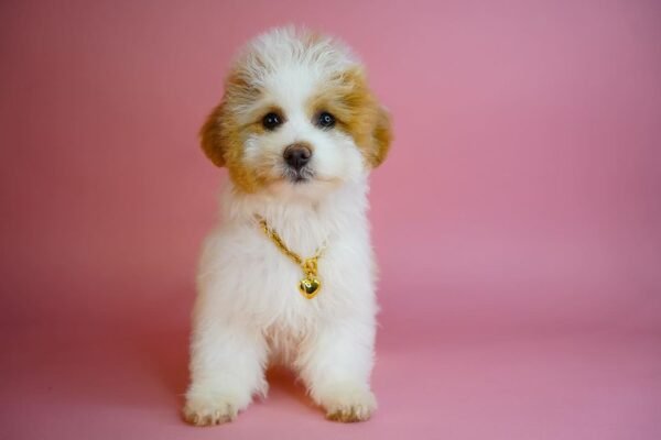 maltipoo züchter