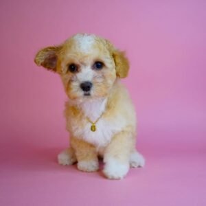 Maltipoo Nachteile