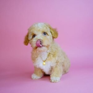 Maltipoo Hund