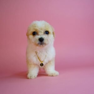 Hundewelpen Maltipoo