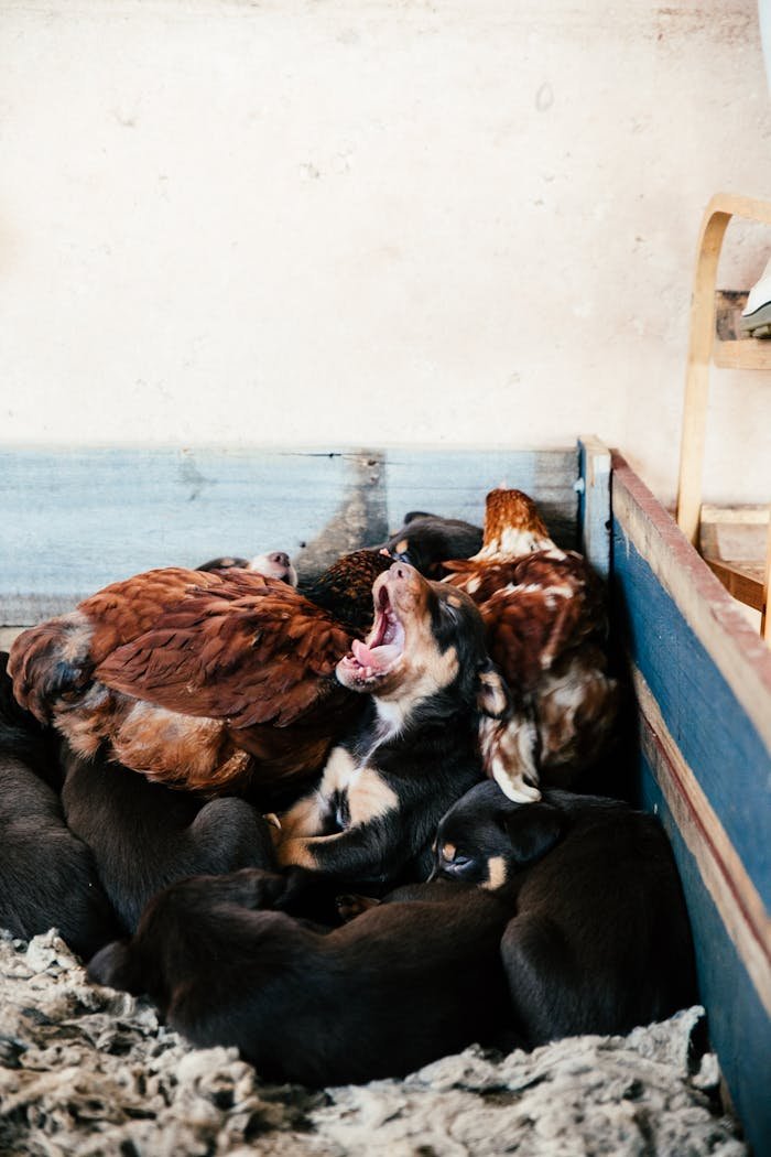 Funny little puppy yawning and lying near sleeping brothers and chickens in wooden cage in countryside